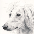 images/portfolio/image72_hundekunst-com_Tierportraits_Anja_Fuhrbach_Saluki_Fee_Bleistift.jpg