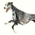 images/portfolio/image73_hundekunst-com_Tierportraits_Galgo_Espanol_Rauhaar_Farbstift_Anja_Fuhrbach.jpg