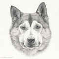 images/portfolio/image74_hundekunst-com_Tierportraits_Alaskan_Malamute_Bleistift_Anja_Fuhrbach.jpg