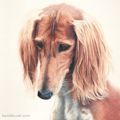 images/portfolio/image75_hundekunst-com_Tierportraits_roter_Saluki_Anja_Fuhrbach.jpg