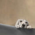 images/portfolio/image77_hundekunst-com_Tierportraits_Saluki_Maisah_beim_Fruehstueck_Anja_Fuhrbach.jpg