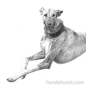 Azawakh beim Coursing