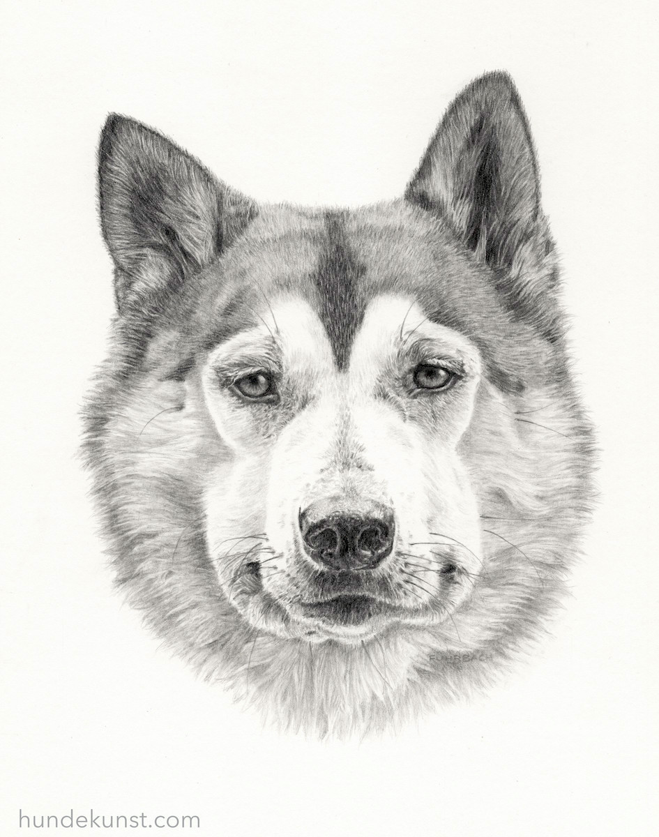images/zeichnungen/hundekunst-com_Tierportraits_Husky_Bleistift_Anja_Fuhrbach.jpg#joomlaImage://local-images/zeichnungen/hundekunst-com_Tierportraits_Husky_Bleistift_Anja_Fuhrbach.jpg?width=945&height=1200