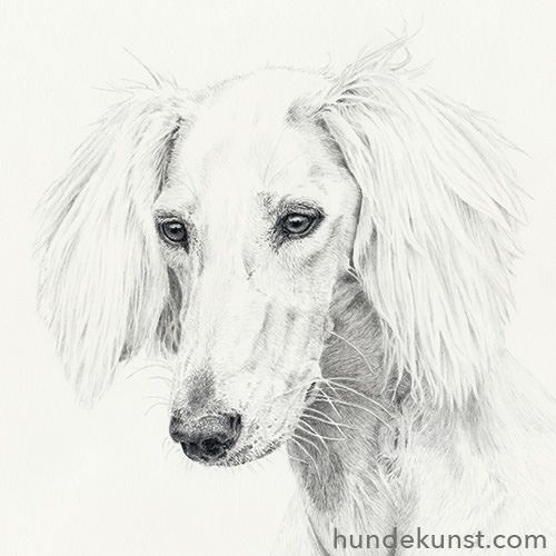 Junger Saluki