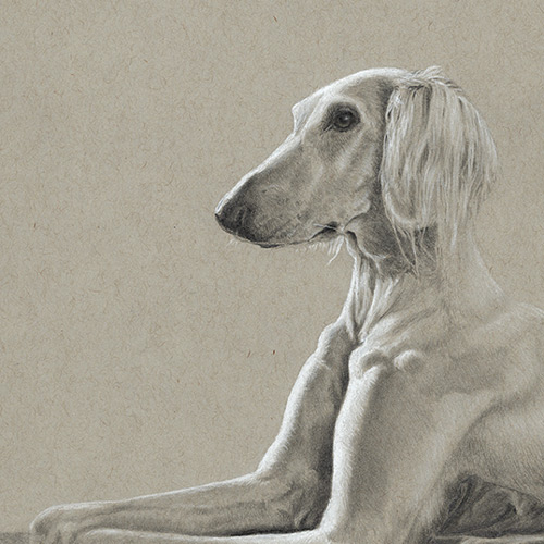 Saluki auf grauem Papier