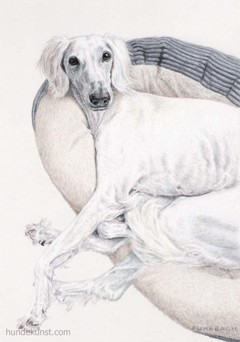 images/zeichnungen/hundekunst-com_Tierportraits_Saluki_Oh-hi_Anja_Fuhrbach_1200px.jpg#joomlaImage://local-images/zeichnungen/hundekunst-com_Tierportraits_Saluki_Oh-hi_Anja_Fuhrbach_1200px.jpg?width=841&height=1200
