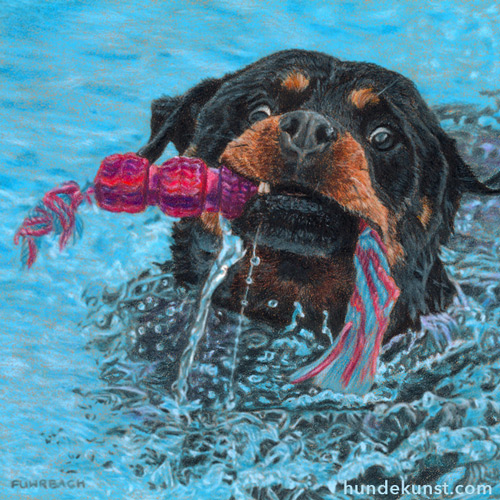 Rottweiler apportiert im Wasser