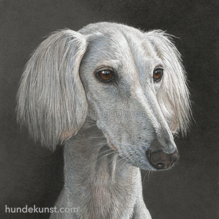 Cremeweißer Saluki